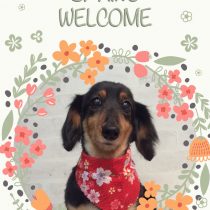 Ⅿダックスフント