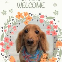 Ⅿダックスフント