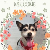 ジャックラッセルテリア