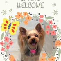 ヨークシャテリア