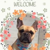 フレンチブルドッグ