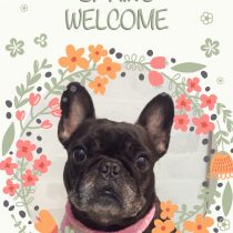 フレンチブルドッグ