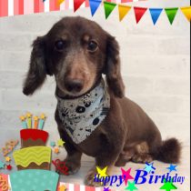 Mダックスフント