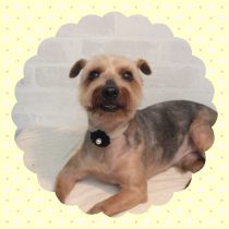 ヨークシャテリア