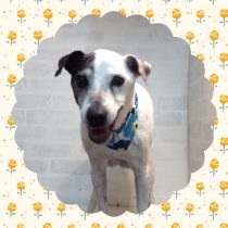 ジャックラッセルテリア