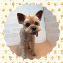 ヨークシャテリア