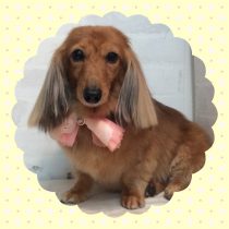 Mダックスフント