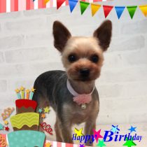 ヨークシャテリア