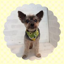 ヨークシャテリア