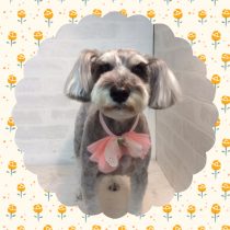 Ｍシュナウザー