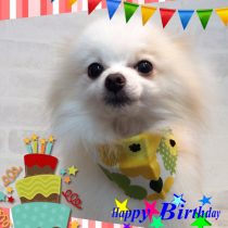 ポメ×チワワＭIＸ