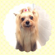 ヨークシャテリア