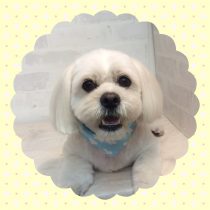 ペキニーズ×ビション