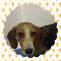 コーギー×バセット