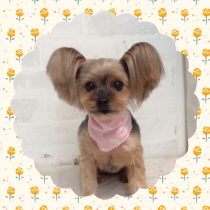 ヨークシャテリア