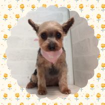 ヨークシャテリア