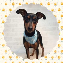 ミニチュアピンシャー