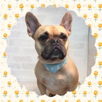 フレンチブルドッグ