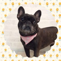 フレンチブルドッグ