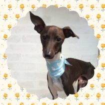 イタリアングレーハウンド