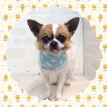 スムースチワワ