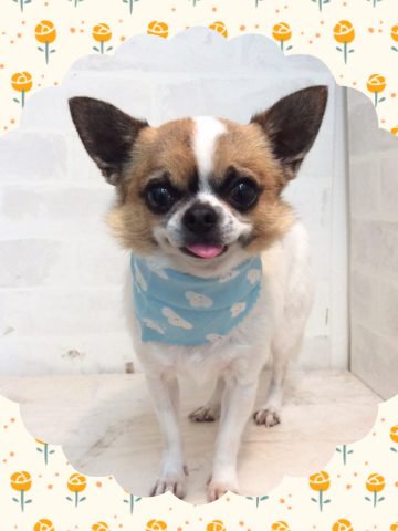 スムースチワワ