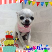 スムースチワワ