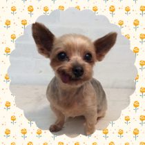 ヨークシャテリア