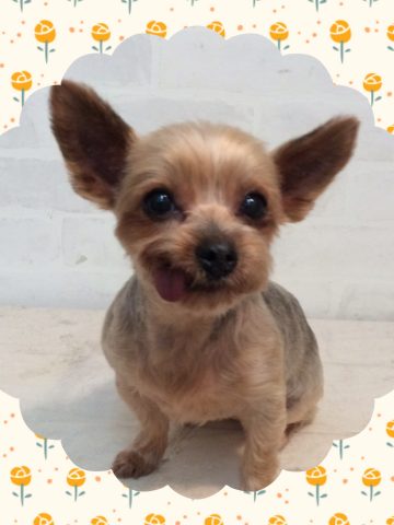 ヨークシャテリア