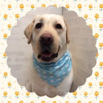 ラブラドールレトリバー