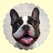 フレンチブルドッグ