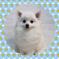 ポメラニアン