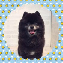 ポメラニアン