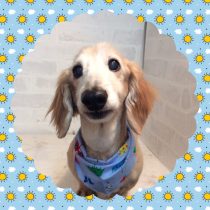 Mダックスフント