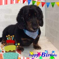 Mダックスフント