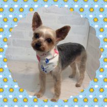 ヨークシャテリア