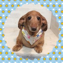 Mダックスフント