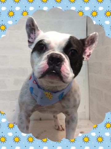 フレンチブルドック