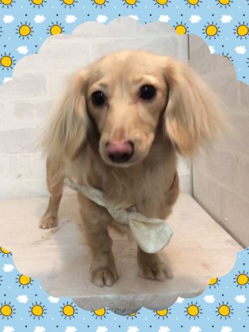 Mダックスフント