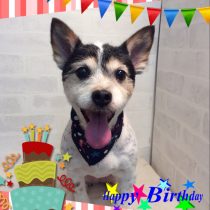 ジャックラッセルテリア