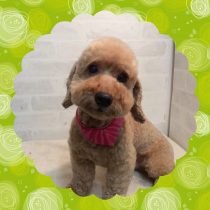 トイプードル×Mダックス