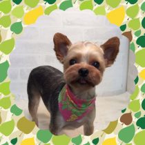 ヨークシャーテリア