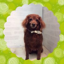 トイプードルMIX