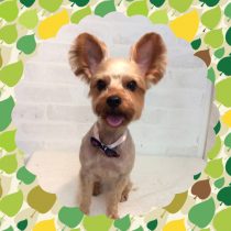 ヨークシャテリア