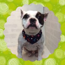 フレンチブルドック