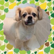 チベタンスパニエル