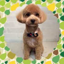 マルチーズ×トイプードルMIX