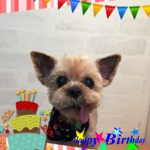 ヨークシャーテリア