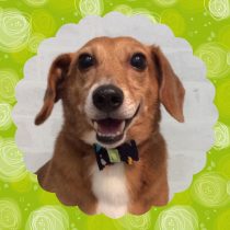 トイプードル×ジャックラッセルテリア