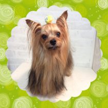 ヨークシャテリア